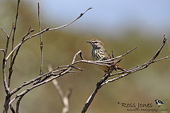 Calamanthus montanellus