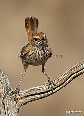 Calamanthus campestris
