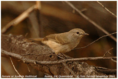 Pyrrholaemus brunneus