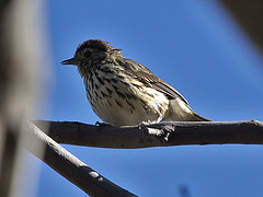 Pyrrholaemus sagittatus