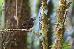 Crateroscelis robusta