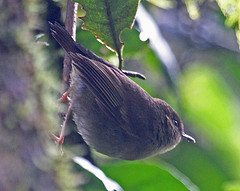 Sericornis papuensis