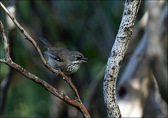 Sericornis frontalis