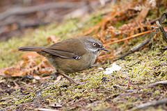 Sericornis humilis