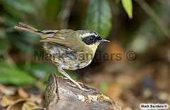 Sericornis citreogularis