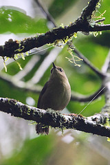 Sericornis magnirostra