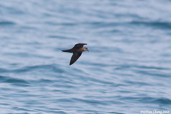 Oceanodroma monorhis