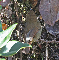 Sericornis perspicillatus