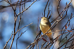 Smicrornis brevirostris