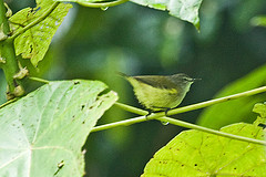 Gerygone flavolateralis
