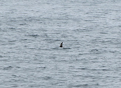 Oceanodroma leucorhoa