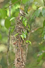 Gerygone magnirostris