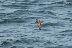 Oceanodroma markhami