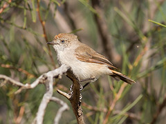 Acanthiza uropygialis