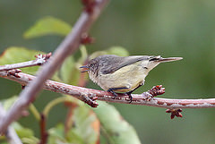Acanthiza reguloides