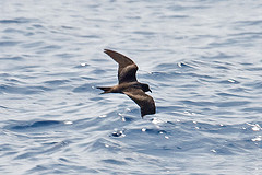 Oceanodroma tristrami