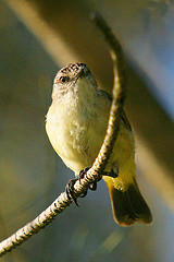 Acanthiza chrysorrhoa