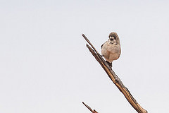 Aphelocephala leucopsis