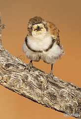 Aphelocephala nigricincta