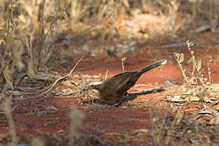 Pomatostomus temporalis