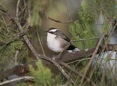 Pomatostomus superciliosus
