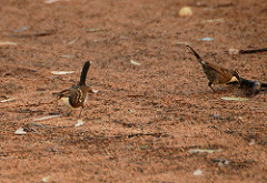 Pomatostomus ruficeps