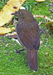 Cnemophilus macgregorii