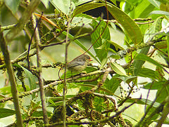 Melanocharis arfakiana