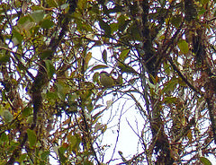 Melanocharis longicauda