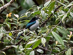 Melanocharis versteri