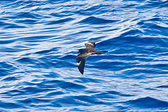 Oceanodroma matsudairae