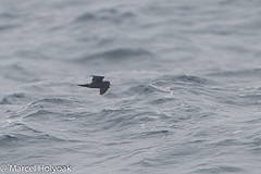 Oceanodroma homochroa