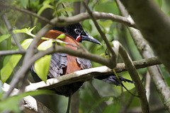 Philesturnus rufusater