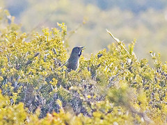 Psophodes nigrogularis