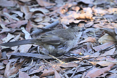 Psophodes occidentalis