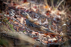 Cinclosoma punctatum