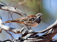 Cinclosoma castanotum