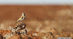 Cinclosoma cinnamomeum