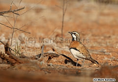 Cinclosoma castaneothorax