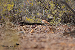 Cinclosoma marginatum