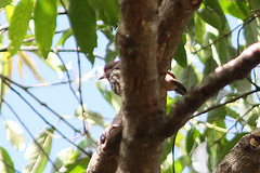 Megabyas flammulatus