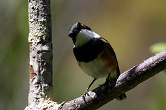 Batis capensis