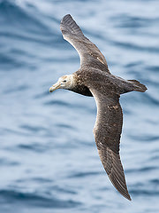 Macronectes giganteus