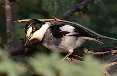 Lanioturdus torquatus