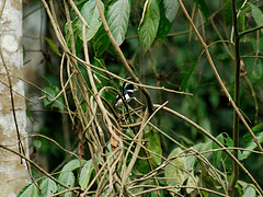 Platysteira castanea