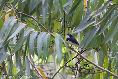 Platysteira laticincta