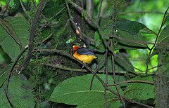 Platysteira concreta