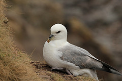 Fulmarus glacialis