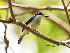 Hemipus hirundinaceus