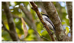 Tephrodornis virgatus